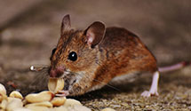 24 Hour & Emergency Exterminators in Pt Mugu Nawc, CA